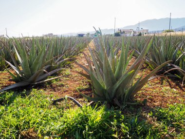 aloe vera saç ekimi, kullanılan ilaç, kozmetik, Cilt Bakımı, sağlıklı bitki tarımı dekorasyon.
