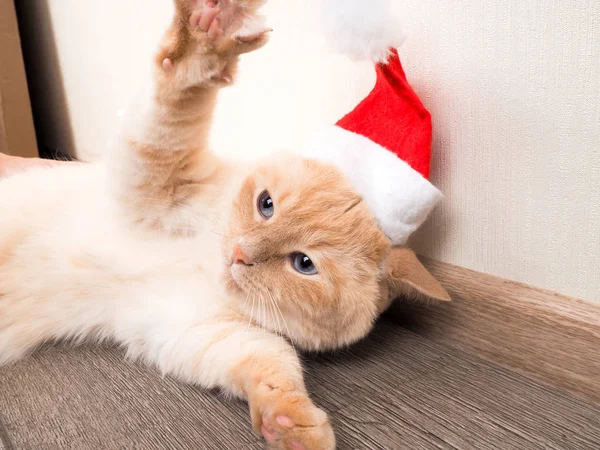 Vánoční Kočka Červený Santa Claus Klobouk Pojetí Vánoc — Stock fotografie