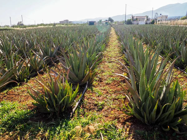 aloe vera saç ekimi, kullanılan ilaç, kozmetik, Cilt Bakımı, sağlıklı bitki tarımı dekorasyon.
