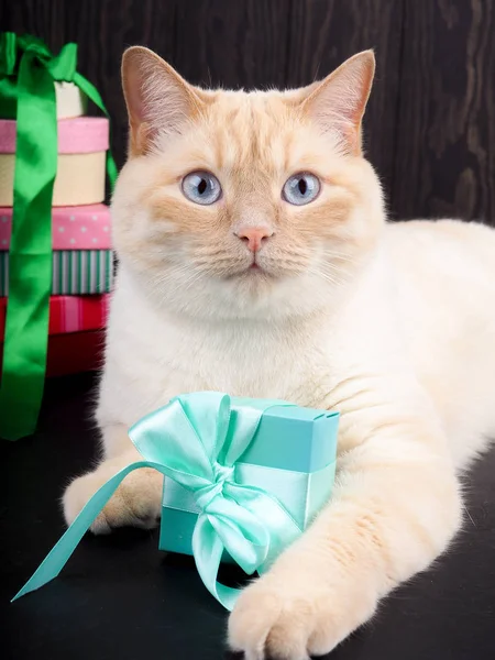 Ginger Cat Christmas Gifts Black Background — Stock Photo, Image