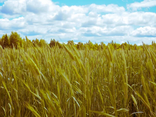 Zelené Pole Pšenice Slunečný Den Koncepce Zemědělství Sklizeň — Stock fotografie