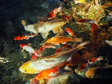 Bulanık görüntü renkli sazan balık gölet, yumuşak renkli su, balık ve arka plan bulanıklık