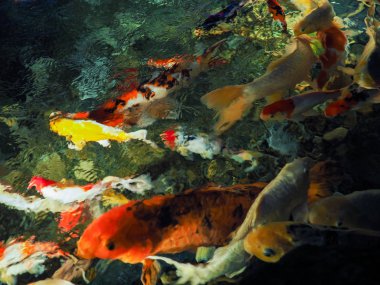 Bulanık görüntü renkli sazan balık gölet, yumuşak renkli su, balık ve arka plan bulanıklık