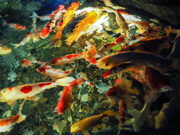 Immagine Sfocata Pesci Carpa Colorati Nello Stagno Morbida Acqua Colorata — Foto Stock