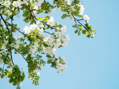 Arka plan mavi gökyüzü arka plan üzerinde beyaz çiçekli elma ağaçlarının dalları.