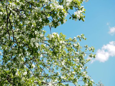 Arka plan mavi gökyüzü arka plan üzerinde beyaz çiçekli elma ağaçlarının dalları.