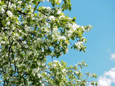 Arka plan mavi gökyüzü arka plan üzerinde beyaz çiçekli elma ağaçlarının dalları.