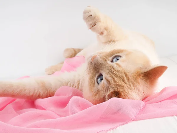 Katze spielt, auf einem hölzernen Hintergrund mit rosa Schal, Konzept Zärtlichkeit, Pflege — Stockfoto