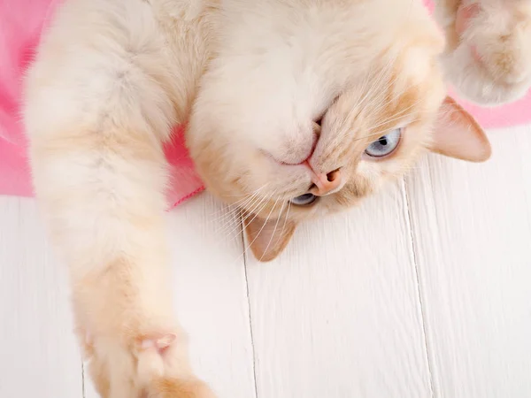 Katze spielt, auf einem hölzernen Hintergrund mit rosa Schal, Konzept Zärtlichkeit, Pflege — Stockfoto