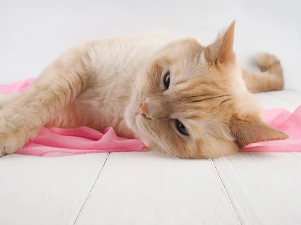 Katze spielt, auf einem hölzernen Hintergrund mit rosa Schal, Konzept Zärtlichkeit, Pflege — Stockfoto