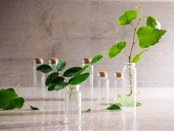 Kleine Flesjes Met Planten Berk Houten Achtergrond Met Regendruppels Gezondheid — Stockfoto