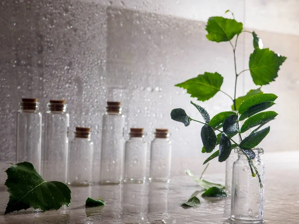 small bottles with plant birch on wooden background with raindrops, health, beauty and treatment concept, space for text.