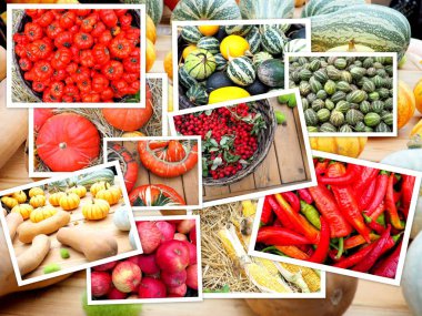 Renkli sonbahar kolaj, farklı kabaklar kolaj. Vejetaryen gıda, hasat, tarım.