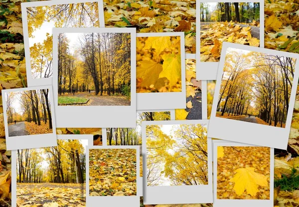 Herbst Collage Mit Verschiedenen Herbstbildern Buntem Hintergrund Gefallener Herbstblätter — Stockfoto