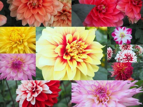 Flores Fondo Collage Muchas Imágenes Diferentes Flores Colores — Foto de Stock