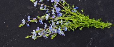 Metin için siyah arka plan alanı Veronica officinalis çiçek