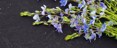 Metin için siyah arka plan alanı Veronica officinalis çiçek