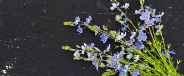 Veronica officinalis flower on black background space for text clipart
