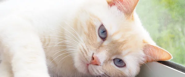 Süße Junge Weiße Katze Mit Blauen Augen Spielt Ruht Streckt — Stockfoto