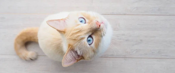 与戏剧的蓝眼睛 甜甜年轻白色猫休息延伸 — 图库照片