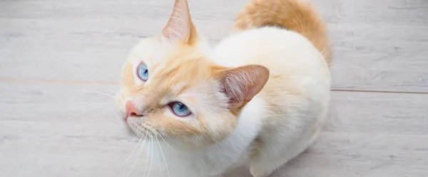 Sweet Young White Cat Blue Eyes Plays Rests Stretches — Stock Photo, Image