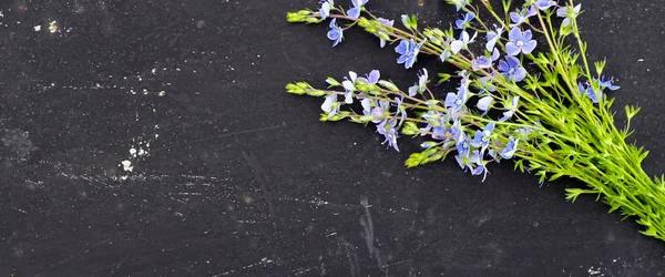 Metin için siyah arka plan alanı Veronica officinalis çiçek