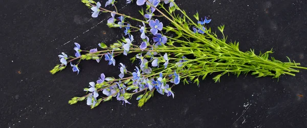 Metin için siyah arka plan alanı Veronica officinalis çiçek