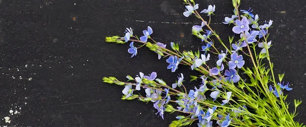 Metin için siyah arka plan alanı Veronica officinalis çiçek