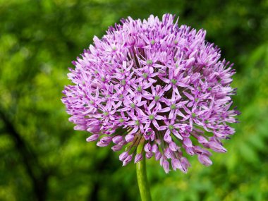 Pembe güzel Lale Pembe Lale Bahçe, Grup.