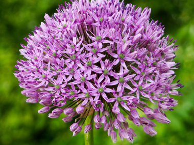 Pembe güzel Lale Pembe Lale Bahçe, Grup.