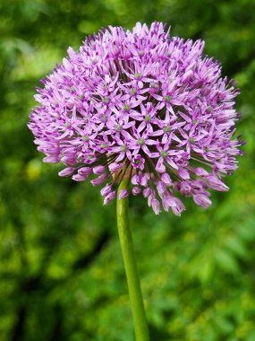 Pembe güzel Lale Pembe Lale Bahçe, Grup.