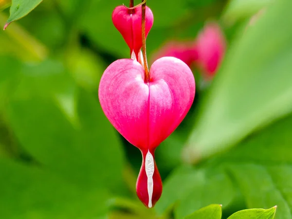 Krvácející Srdce Květy Dicentra Spectabilis Růžové Květy — Stock fotografie