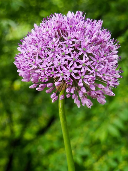 Pembe güzel Lale Pembe Lale Bahçe, Grup.