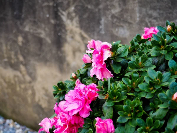 Ροζ Όμορφες Τουλίπες Στην Ροζ Τουλίπες Στον Κήπο Ομάδα — Φωτογραφία Αρχείου