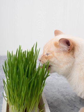 Kedi taze yeşil ot yiyor. Kedi otu, evcil ot. Doğal tüy yumağı tedavisi, taze ot yiyen beyaz, kırmızı kedi, yeşil yulaf, duygusal olarak kopya alanı, evcil hayvan sağlığı kavramı..