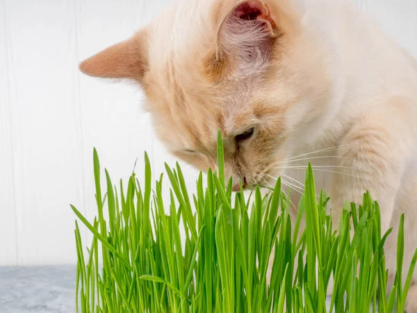 Kedi taze yeşil ot yiyor. Kedi otu, evcil ot. Doğal tüy yumağı tedavisi, taze ot yiyen beyaz, kırmızı kedi, yeşil yulaf, duygusal olarak kopya alanı, evcil hayvan sağlığı kavramı..