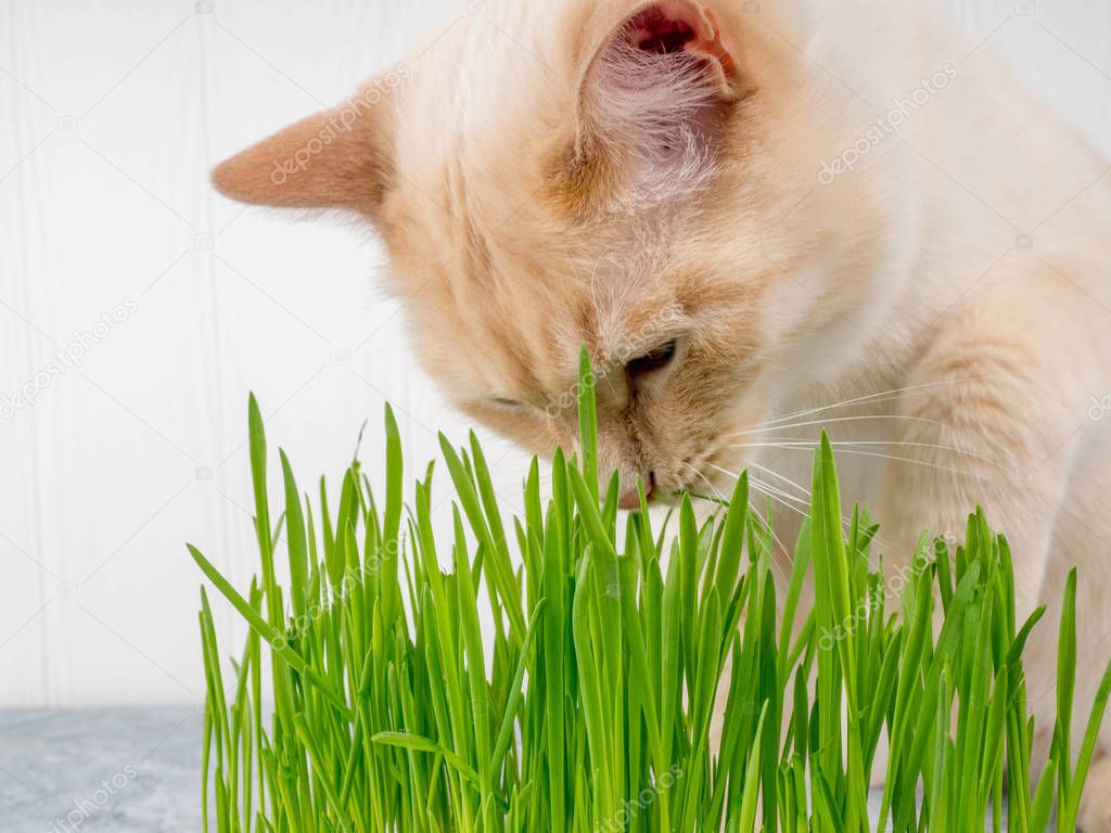 Cat is eating fresh green grass. Cat grass, pet grass. Natural hairball treatment, white, red pet cat eating fresh grass, green oats, emotionally, copy space, the concept of the health of Pets.