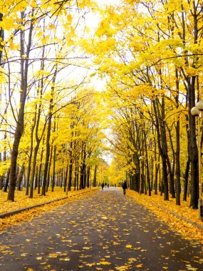 Sonbahar parkında renkli yaprakları. sarı sonbahar arka plan olarak yaprakları