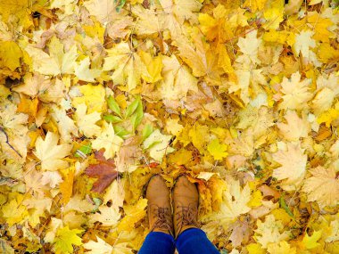 Sonbahar yapraklarının arka planı. Sonbahar arkaplanı
