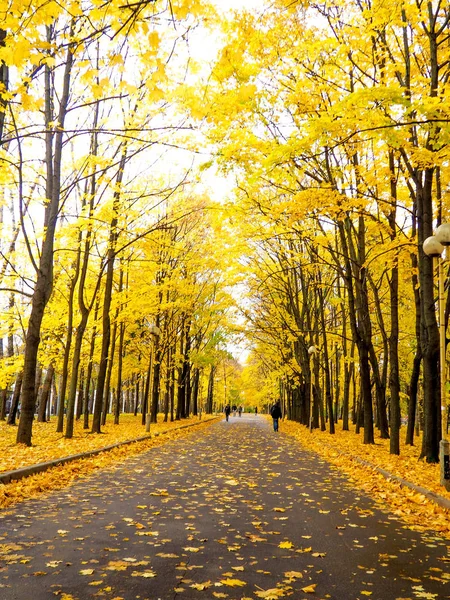 Barevný Listoví Podzimním Parku Žluté Podzimní Listy Jako Pozadí — Stock fotografie