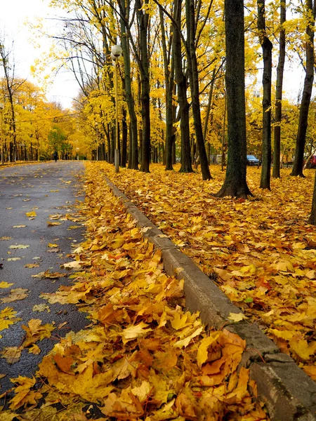 Barevný Listoví Podzimním Parku Žluté Podzimní Listy Jako Pozadí — Stock fotografie