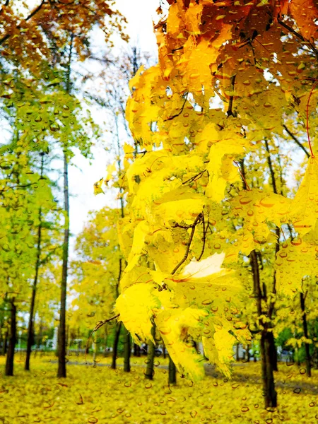 Красочная Листва Осеннем Парке — стоковое фото