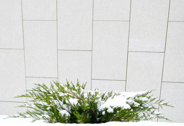Verde Bush Arborvitae Zimbro Fundo Das Paredes Brancas Inverno Neve — Fotografia de Stock