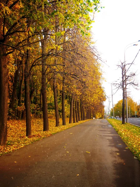 Barevné Listí Podzimním Parku — Stock fotografie