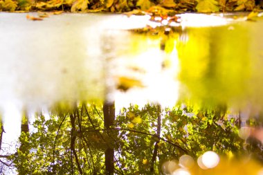 Akçaağaç yapraklı sonbahar arkaplanı.