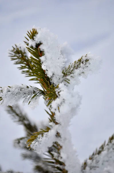 Rama Abeto Nieve Paisaje Invierno — Foto de Stock