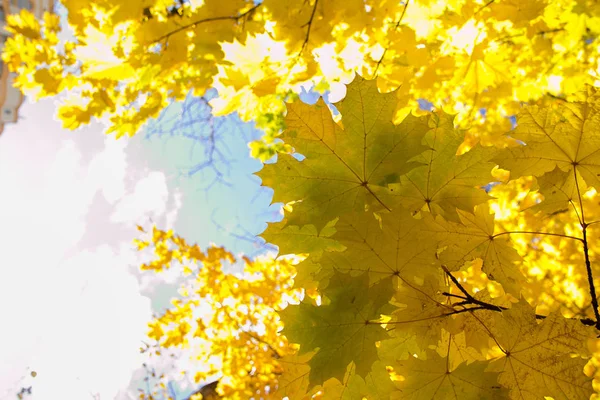 단풍나무 잎으로 뒤덮인 — 스톡 사진
