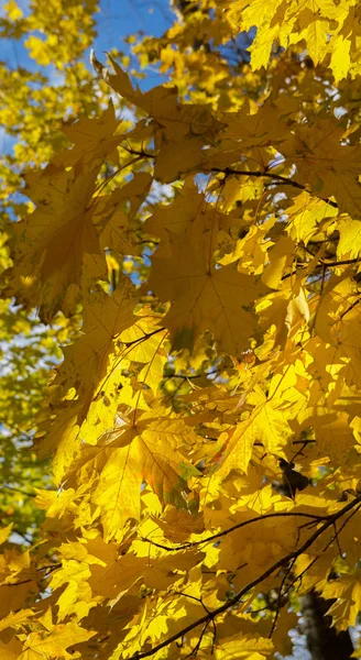 Φθινοπωρινό φόντο με maple φύλλα, φυσικό τοπίο του φθινοπώρου — Φωτογραφία Αρχείου