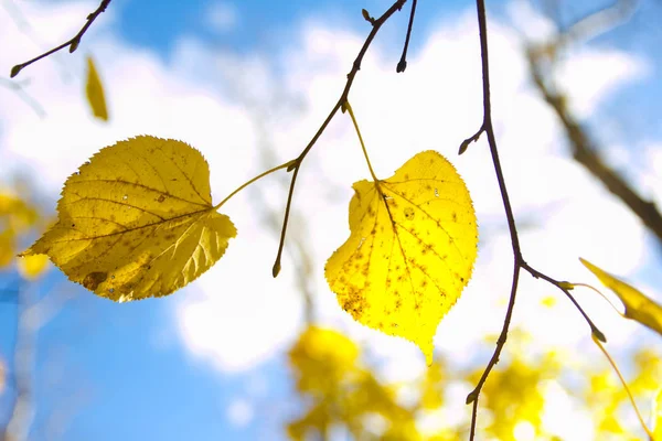 Juhar őszi háttér elhagyja, a természetes őszi táj — Stock Fotó