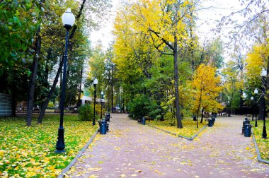 Parkta sonbaharında renkli yaprakları
